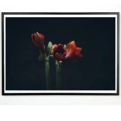 Applicata - Plakat - Dark red - Fotoplakat - 30x40 cm