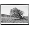 Applicata - Plakat - Windy tree - Sort/Hvid - 30x40 cm