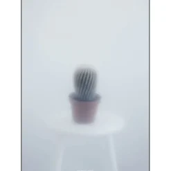 Kristina Dam - Ball Cactus II - poster 50x70 cm