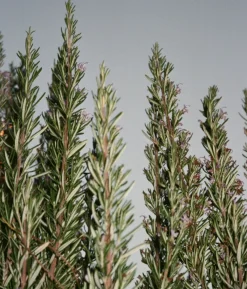 L:A Bruket - Flydende Hånd- og kropssæbe - Salvie/Rosmarin/Lavendel - 240 ml