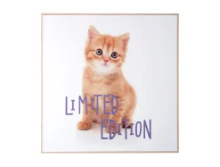Present time - Wall art kitten Limited Edition purple