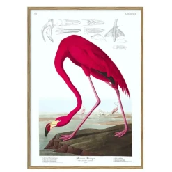The Dybdahl - Plakat 30x40 cm. - American Flamingo - Papir