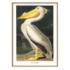 The Dybdahl - Plakat 30x40 cm. - American White Pelican - Papir