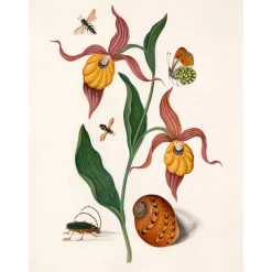 The Dybdahl - Plakat 30x40 cm - Orange Lillies, Insects and a Shell - Papir