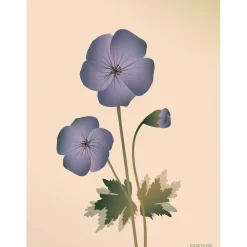 VISSEVASSE - Geranium plakat, nude - 50x70 cm