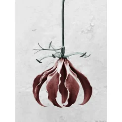VISSEVASSE plakat - Botanica Gloriosa Superba 50x70